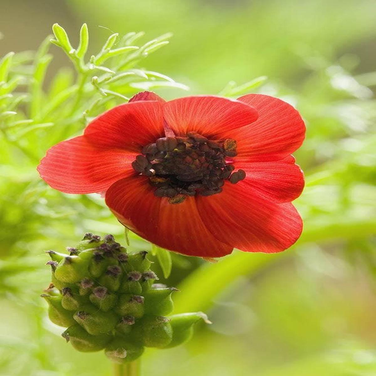 Adonis Annua - Pheasant's Eye Seeds