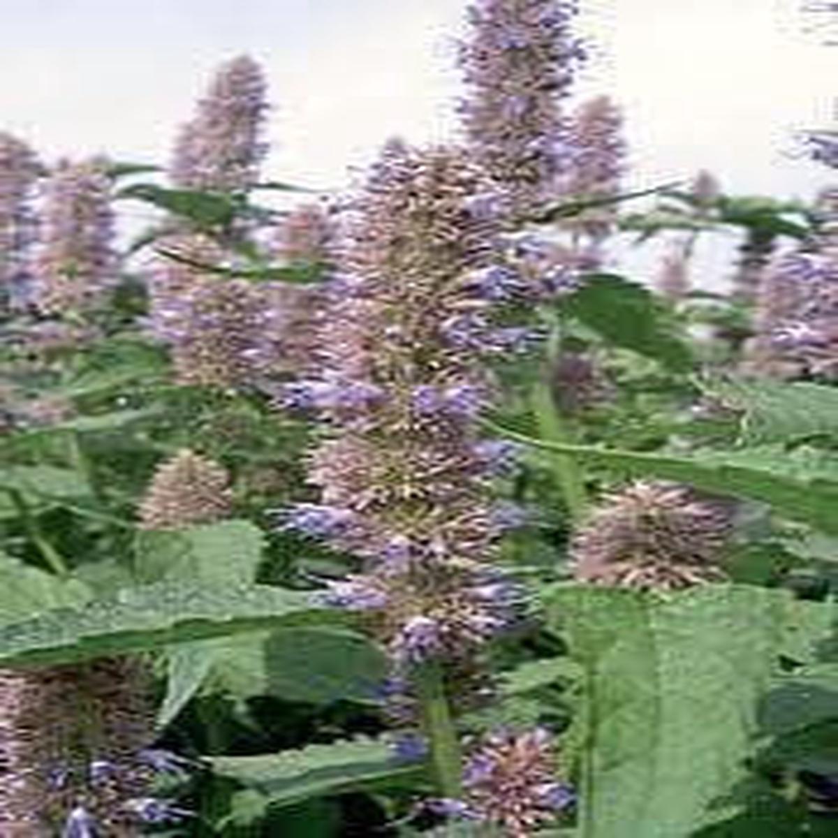 Anise Hyssop Agastache foeniculum Seeds