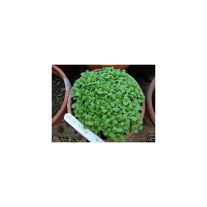Basil Bush Seeds Ocimum