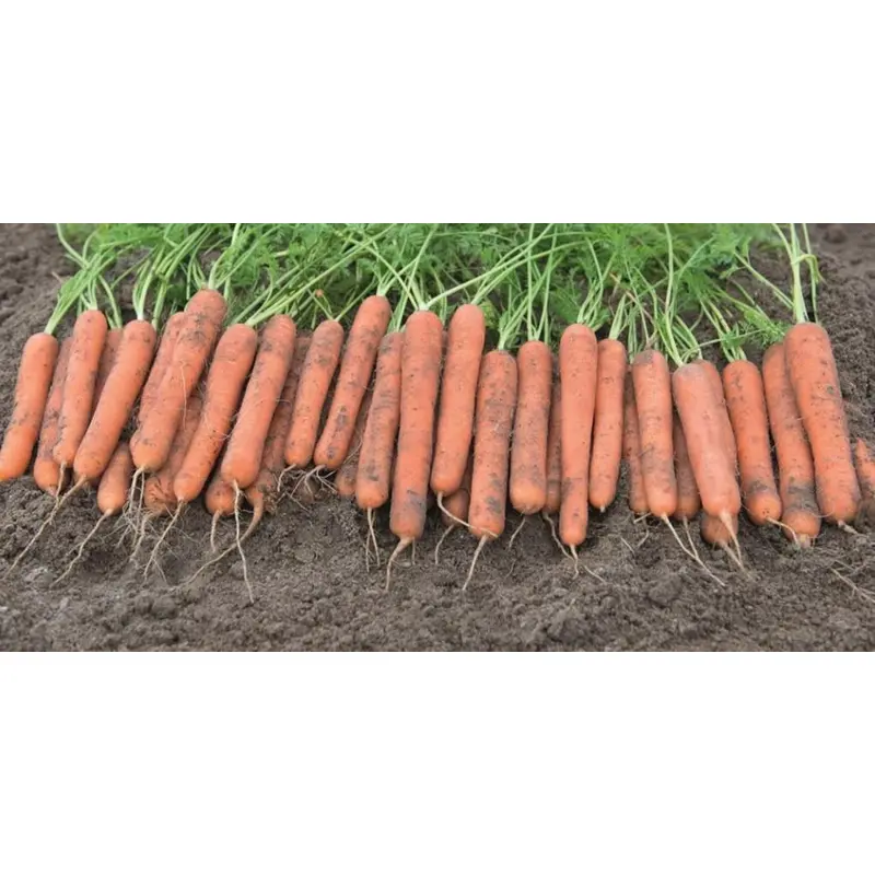 Carrot Mokum F1 Hybrid Seeds