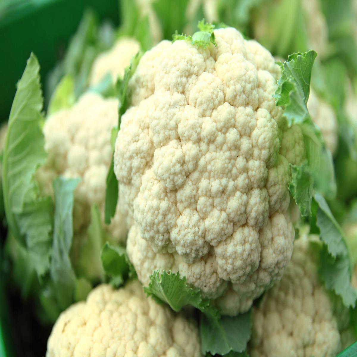 Cauliflower All Year Round Seeds  Successional Variety