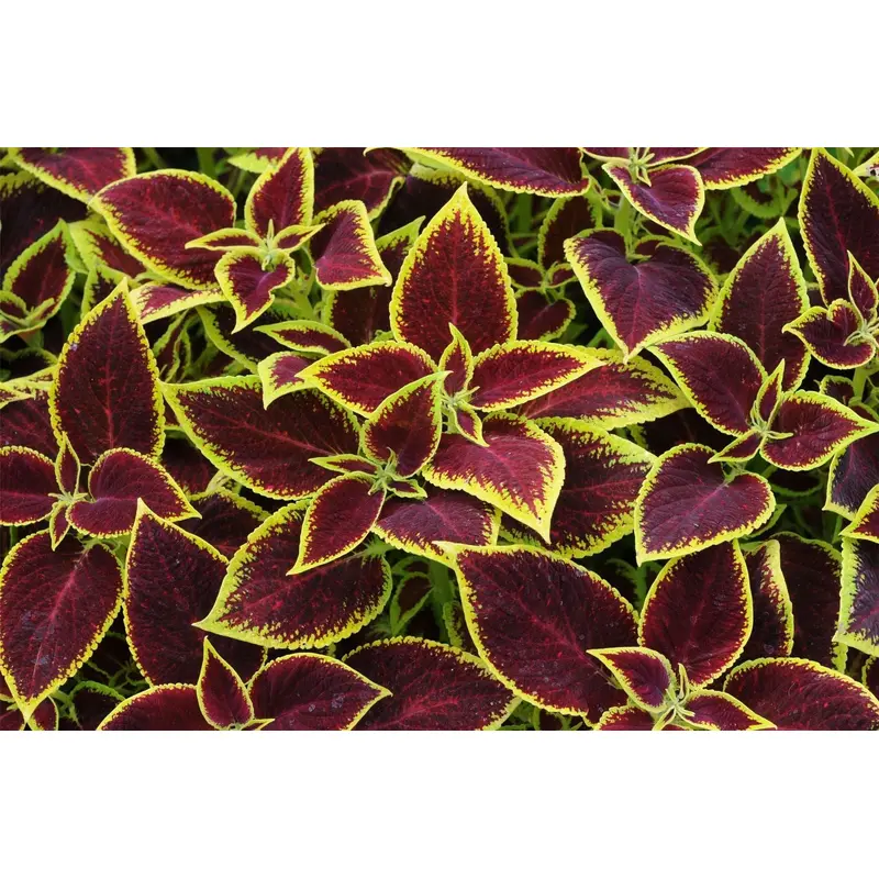 Coleus Crimson Gold Seeds