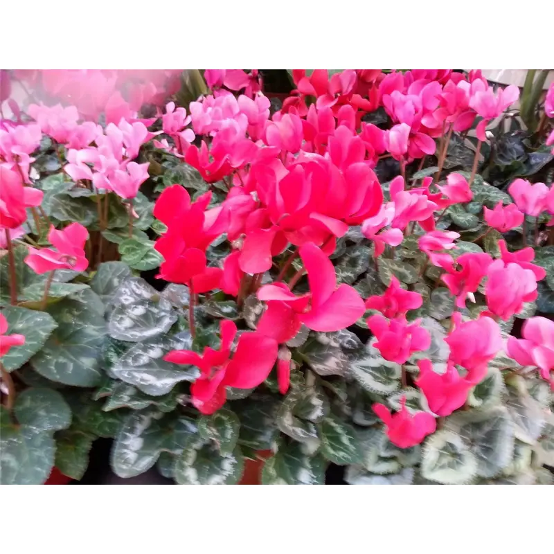 Cyclamen Giant Flowered Mix Seeds