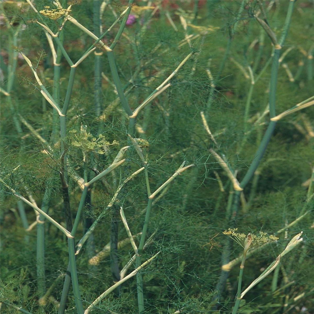 Fennel Common Green Seeds