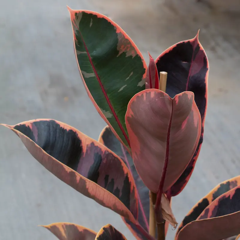 Ficus, Ruby, Live Plant, 10 in. Pot