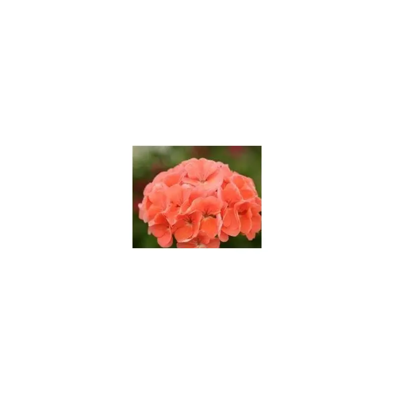 Geranium Spirit Salmon F2 Hybrid Seed