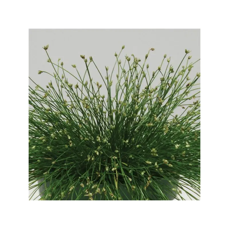 Isolepis, Live Wire ColorGrass, Live Specialty Annual Plant 5" Pot
