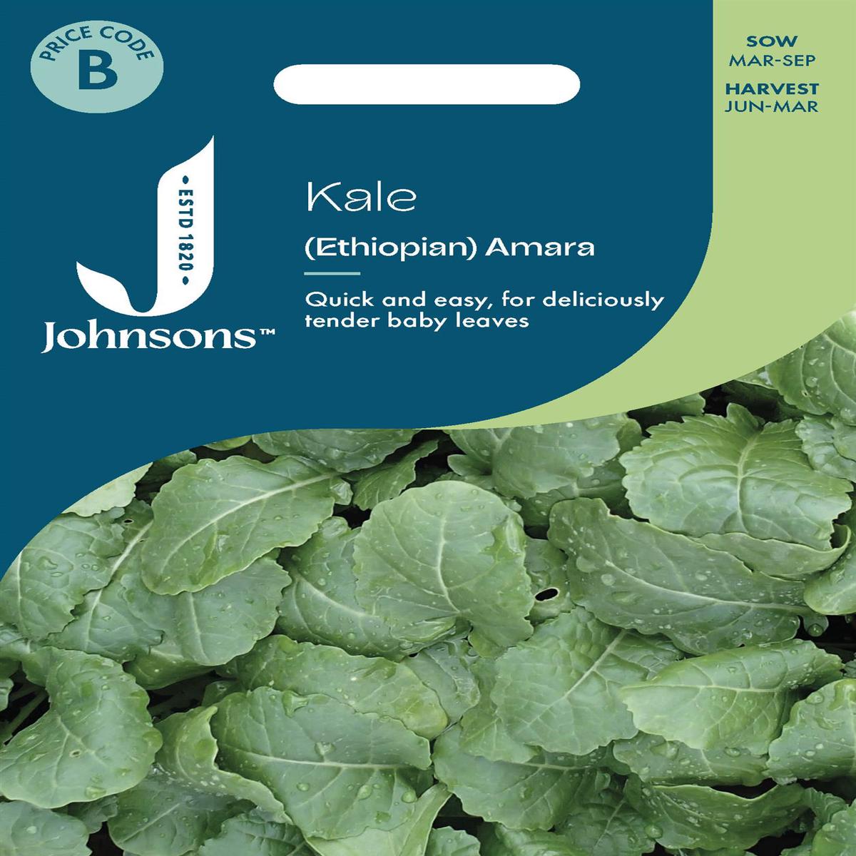 Johnsons - Kale Ethiopian Amara - 500 Seeds