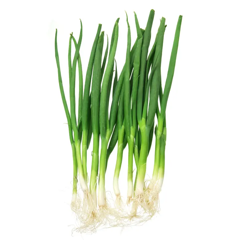 Kings Seeds Onion White Lisbon 800 Seeds