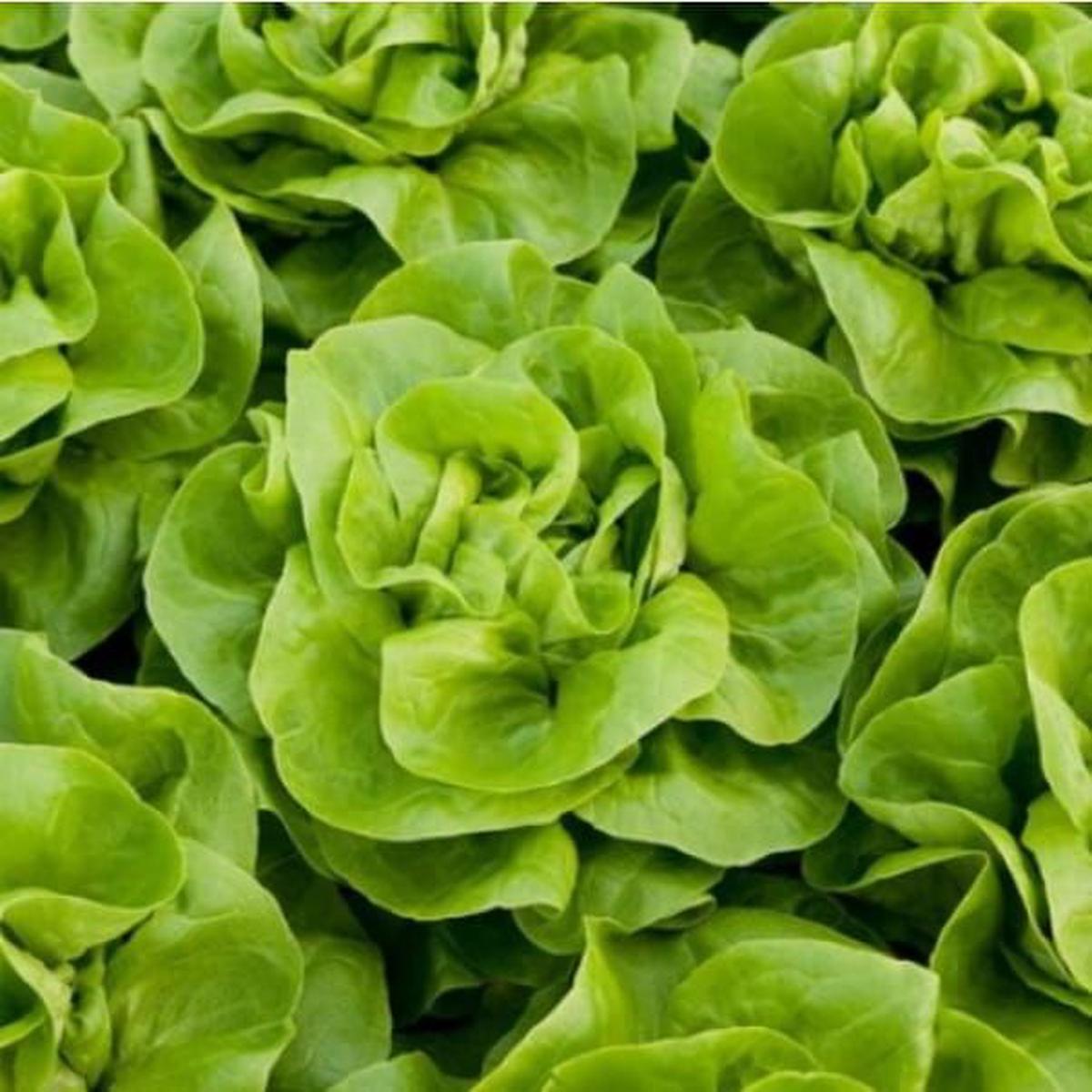 Lettuce Winter Butterhead Weston RZ (42 138) Seeds