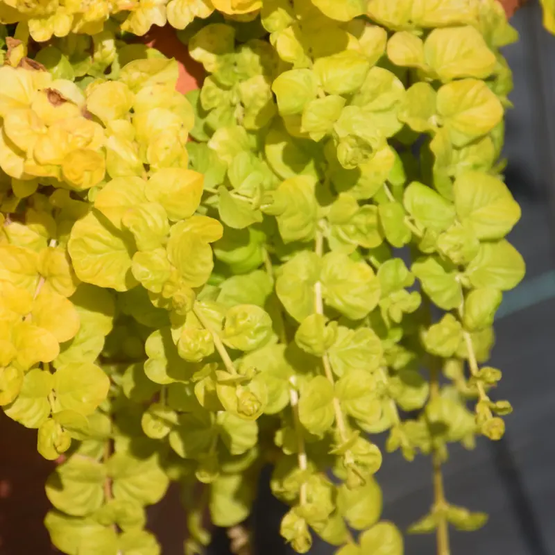 Lysimachia, Goldilocks Creeping Jenny, 4.33 Pot