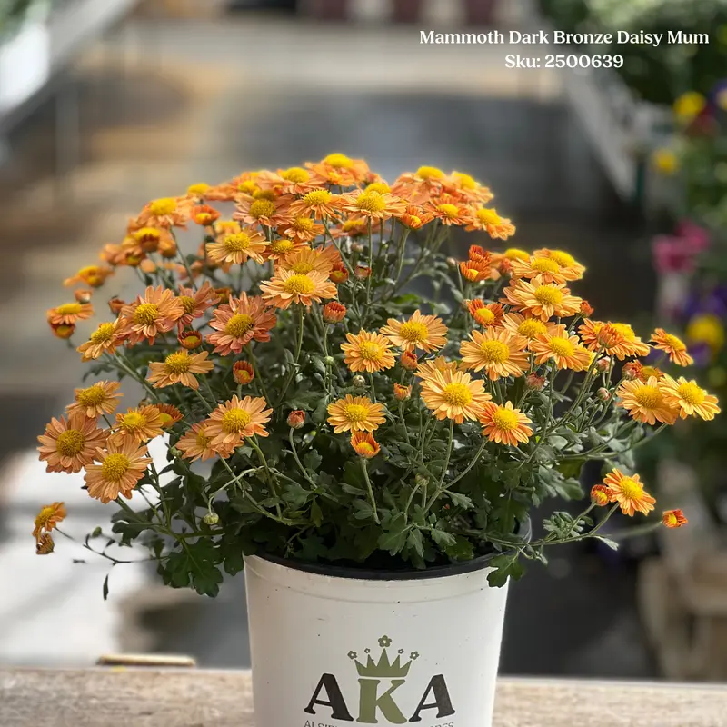 Mammoth Dark Bronze Daisy Mum 1 gal