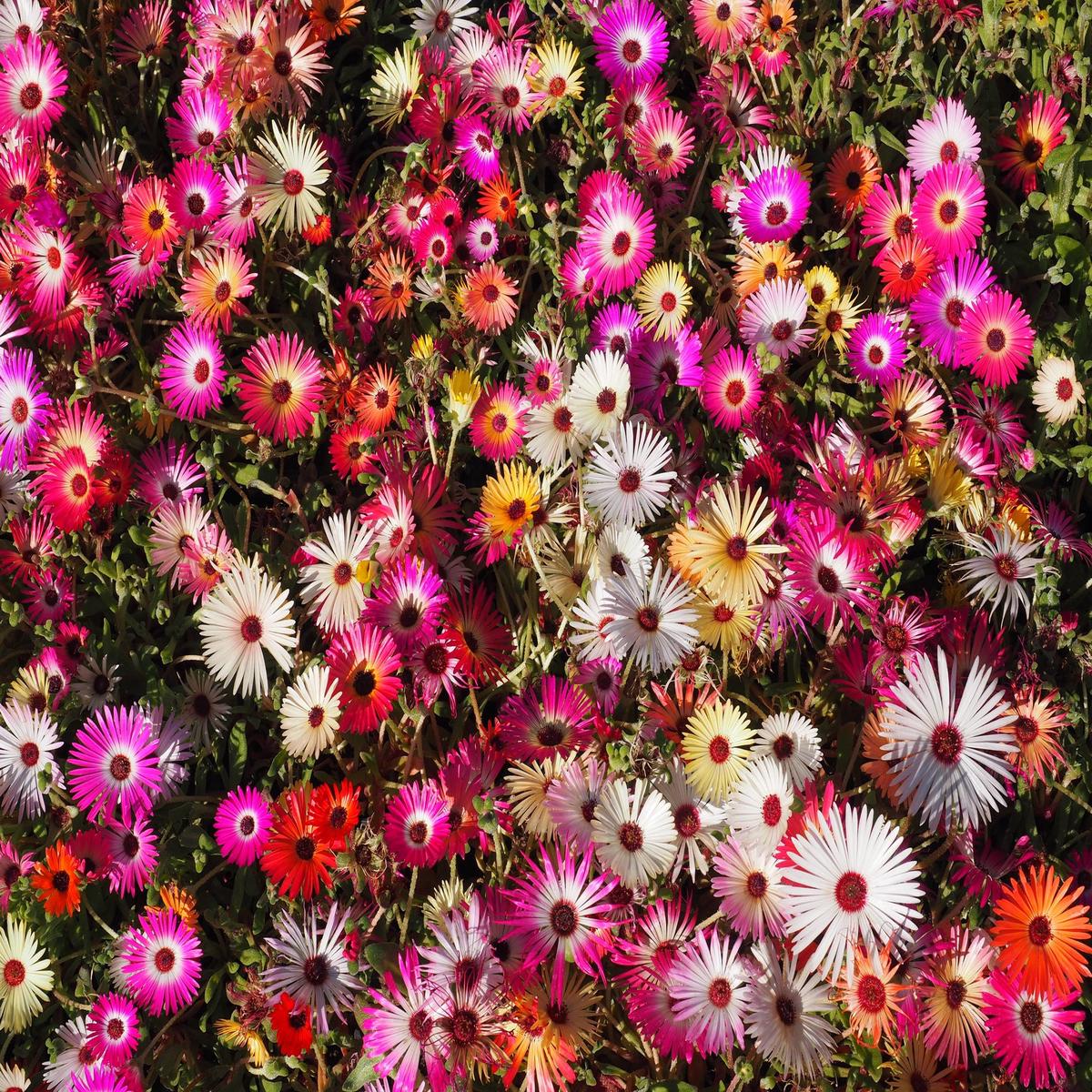 Mesembryanthemum Harlequin Seeds