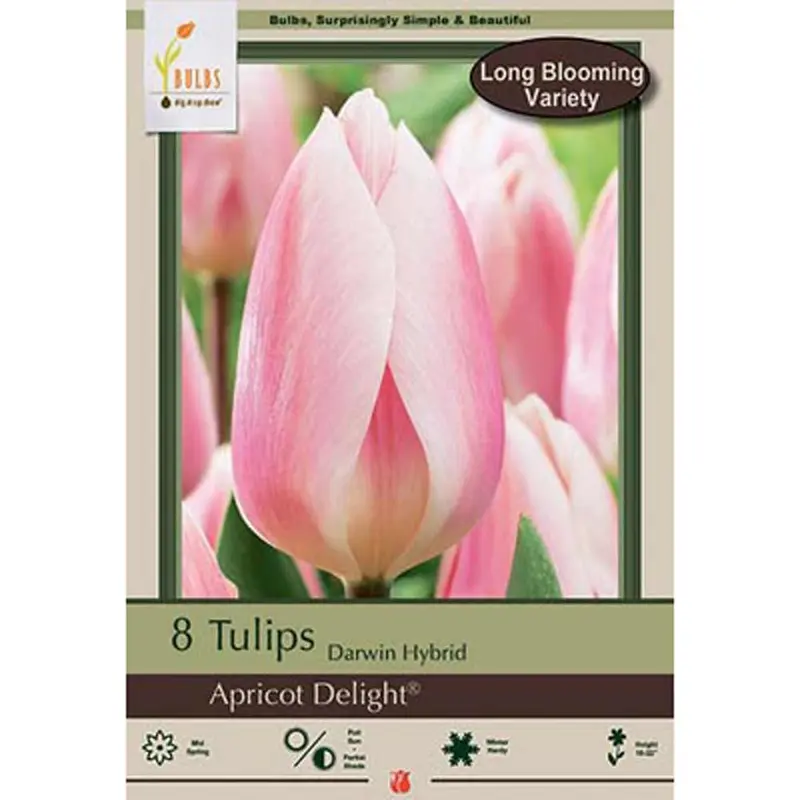 Netherland Bulb, Tulip, Apricot Delight