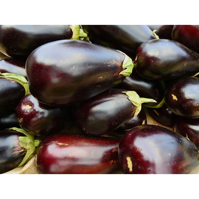 Organic Aubergine Black Beauty Seeds