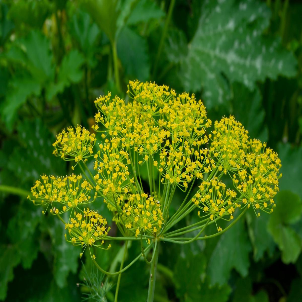 Organic Herb Dill Mammoth Seeds