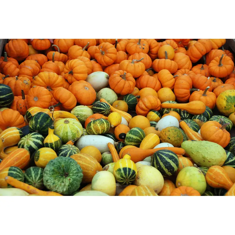 Ornamental Gourd Small Fruited Seeds