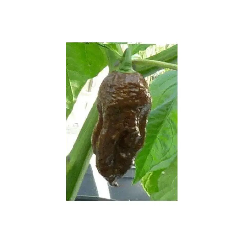 Pepper (Chilli) Chocolate Bhut Jolokia Seeds
