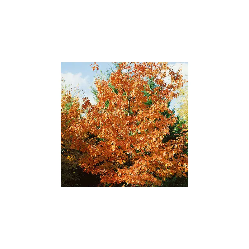 Quercus- Northern Red Oak-10 Gallon