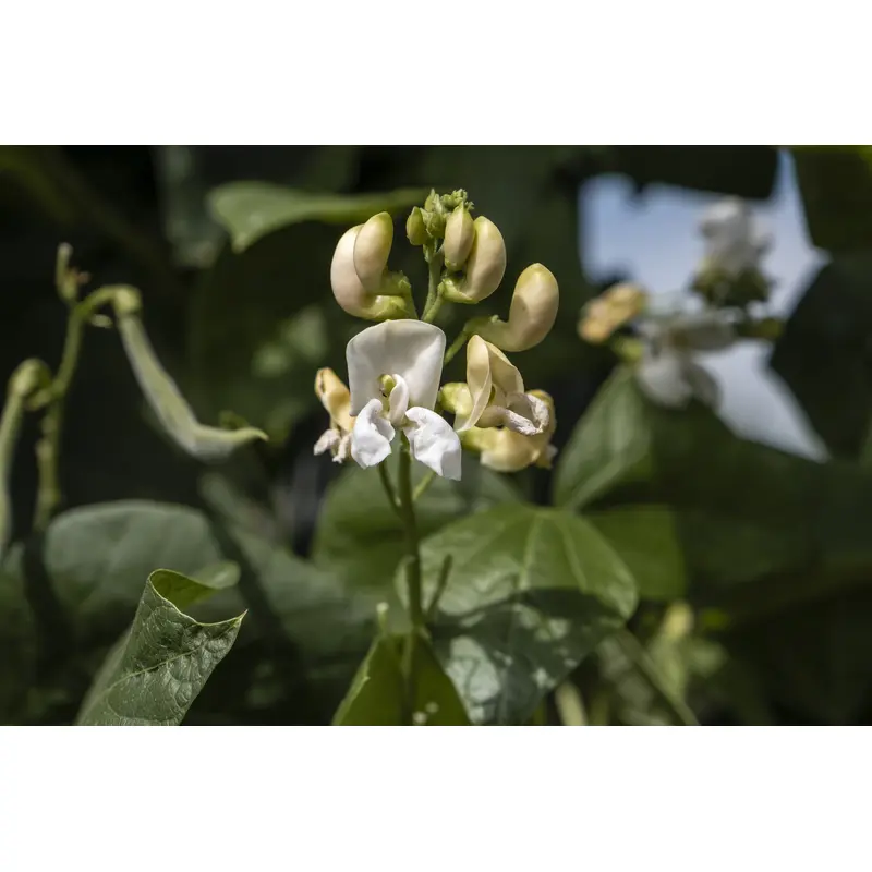 Runner Bean Stardust Seeds
