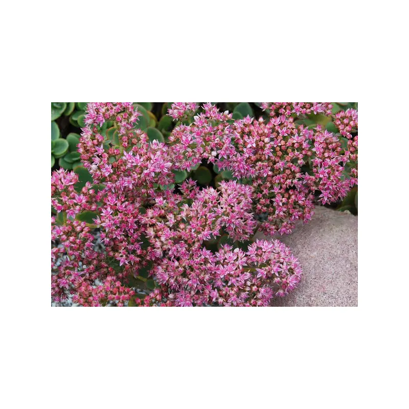 Sedum- Sunsparkler Lime Zinger