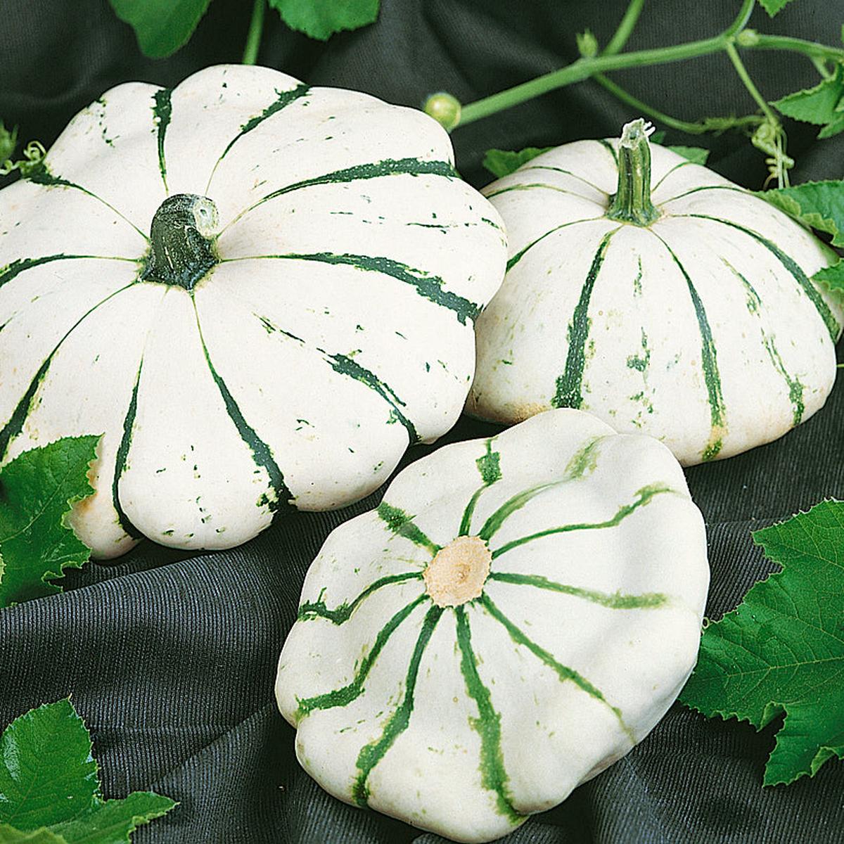 Squash Jaune de Vert Seeds