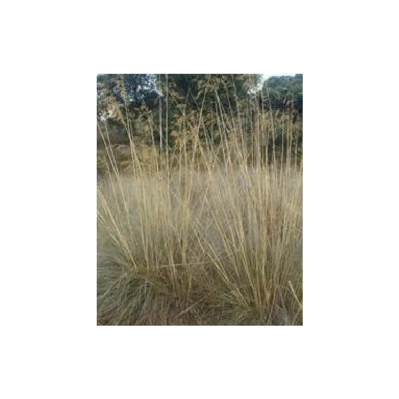 Stipa gigantea Seeds