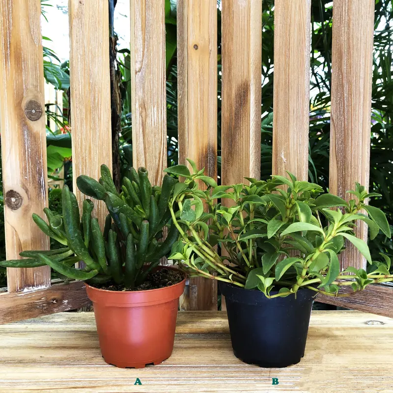 Succulent Assorted Plant, Sold Individually, 4"