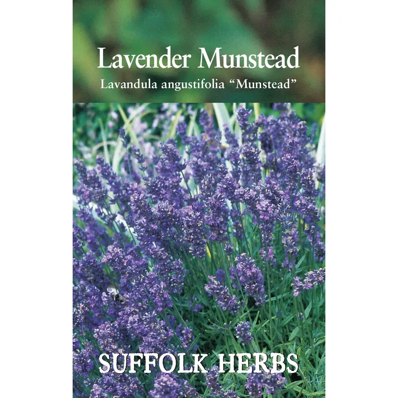 Suffolk Herbs Lavender Munstead 110 Seeds