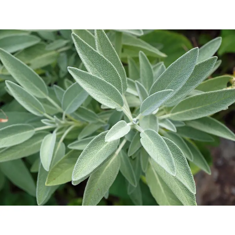 Suffolk Herbs Organic Herb Sage 35 seeds