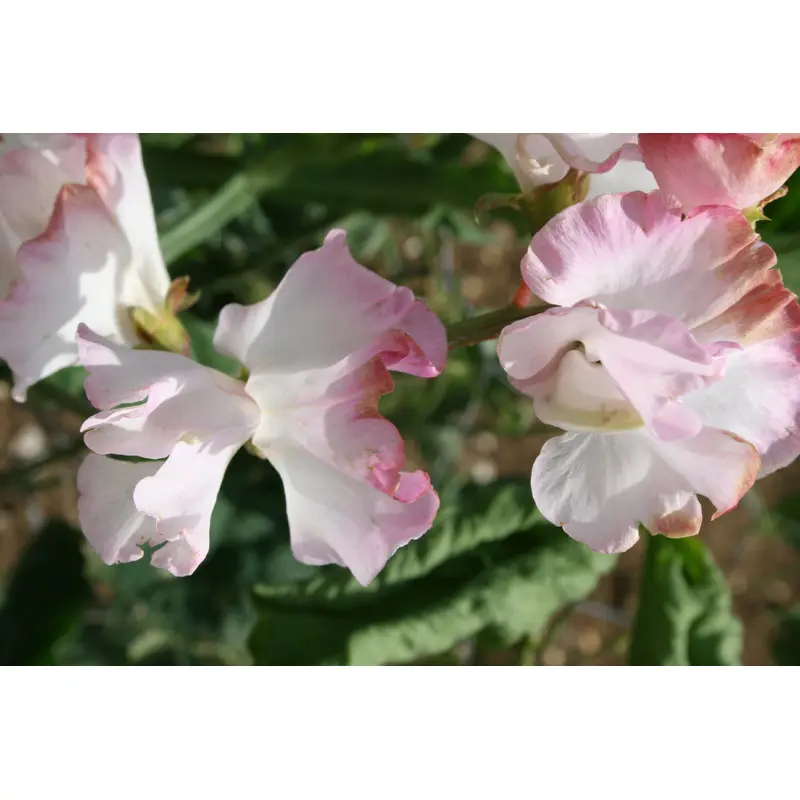 Sweet Pea Anniversary Seeds