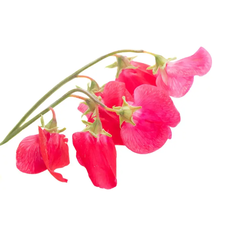 Sweet Pea Miss Willmott Seeds