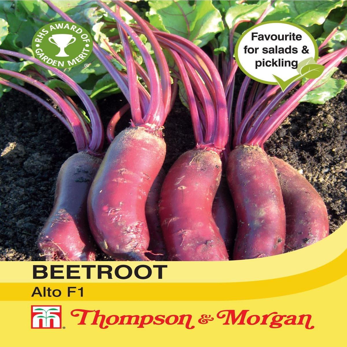 Thompson & Morgan Beetroot Alto F1 Hybrid 250 Seed
