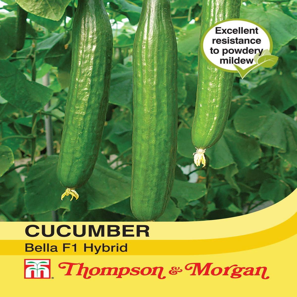 Thompson & Morgan Cucumber Bella 4 Seed