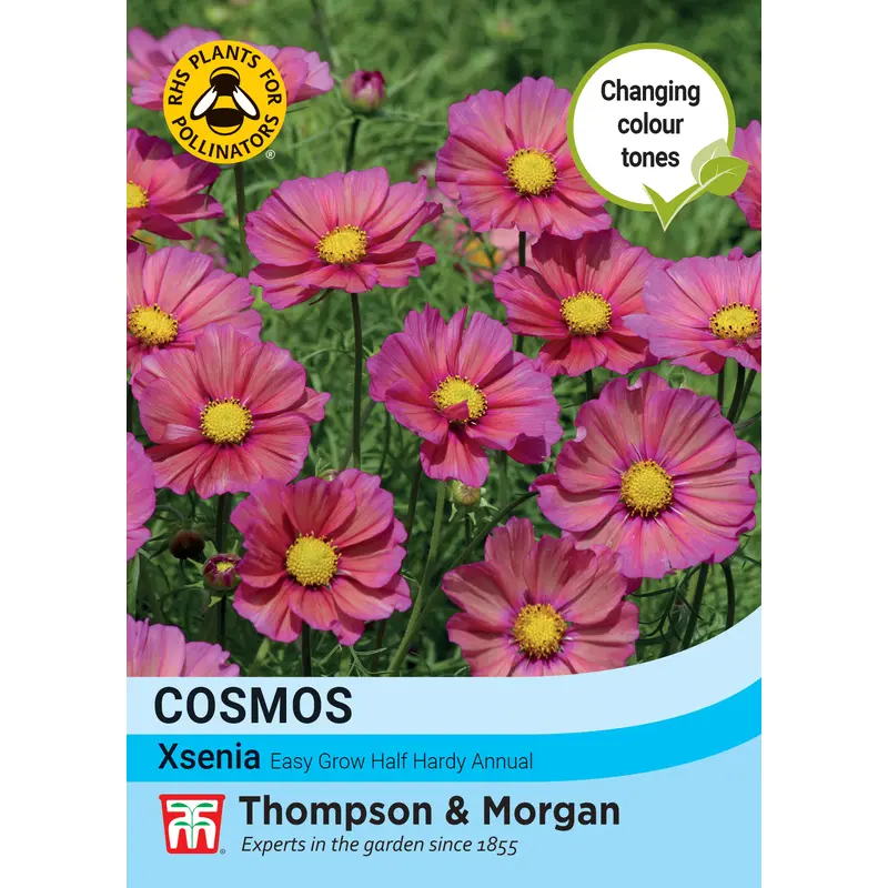 Thompson & Morgan Flower Cosmos Xsenia - 25 Seeds