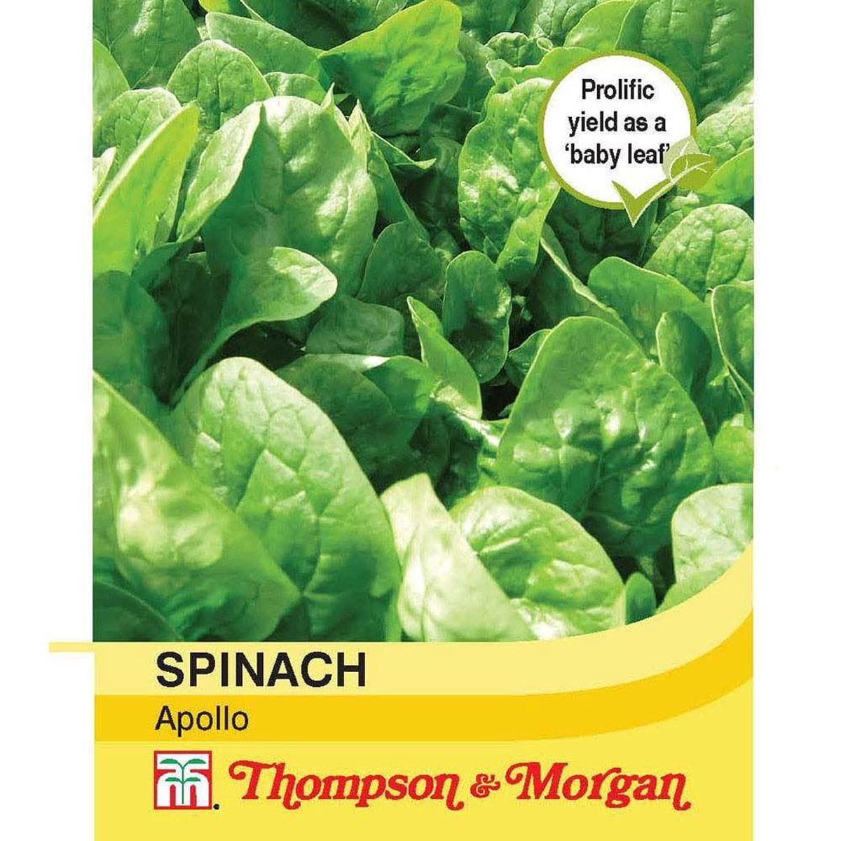 Thompson & Morgan Spinach Apollo 300 Seed