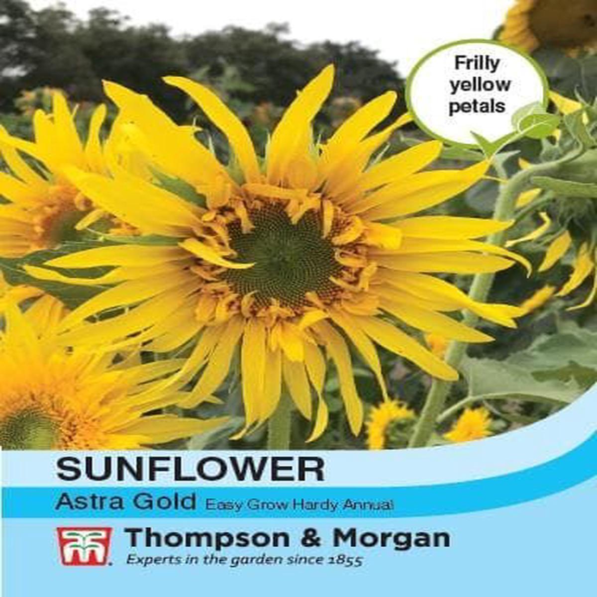 Thompson & Morgan Sunflower Astra Gold 30 seed
