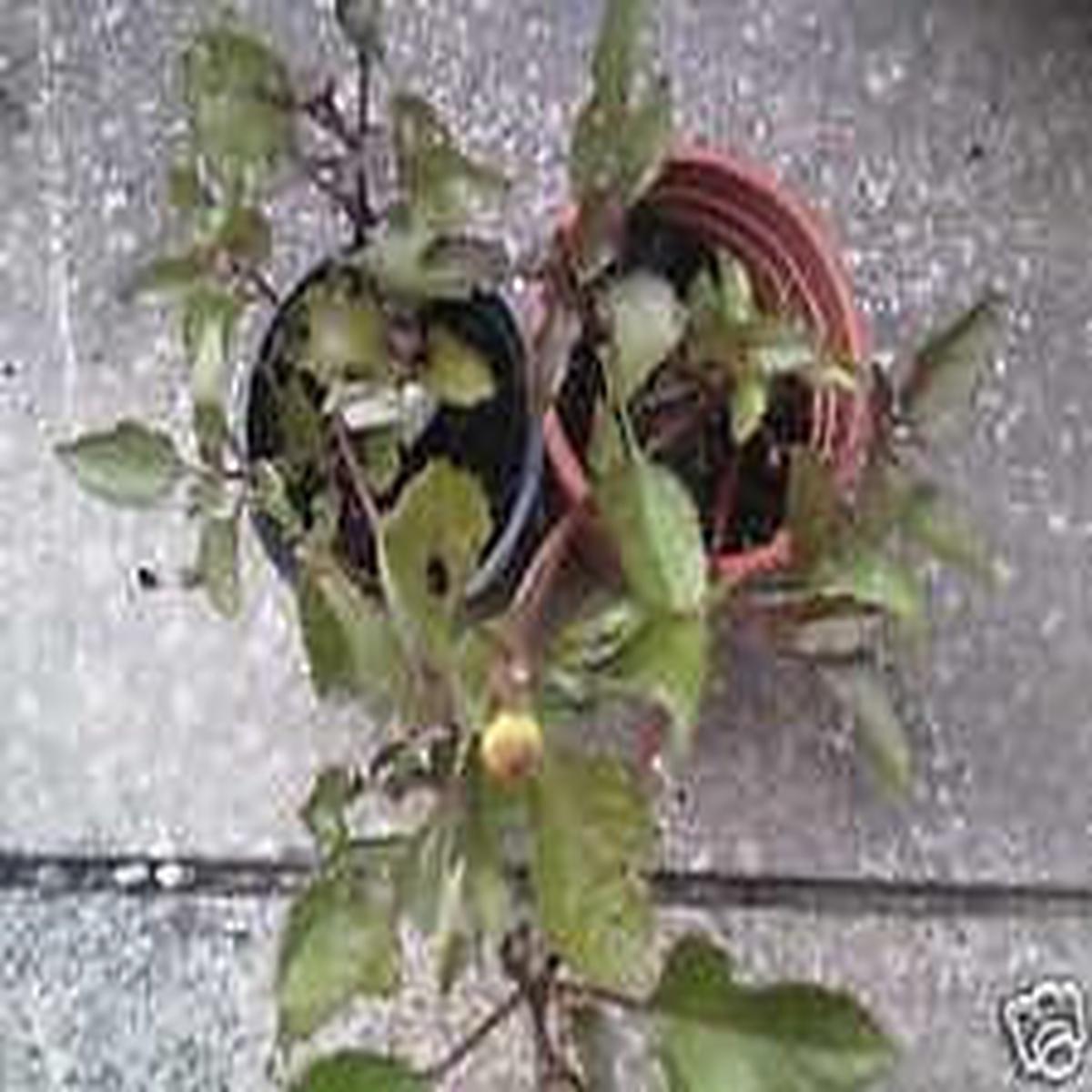 Toothache Plant Spilanthes Oleracea / Acmella Seeds