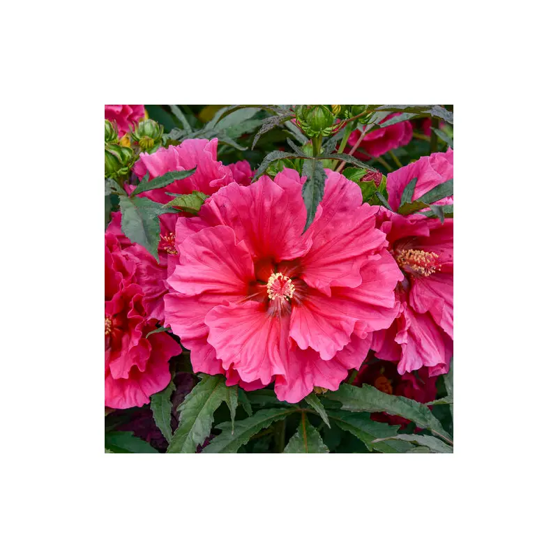 Watermelon Ruffles Hibiscus, 3 Gallon