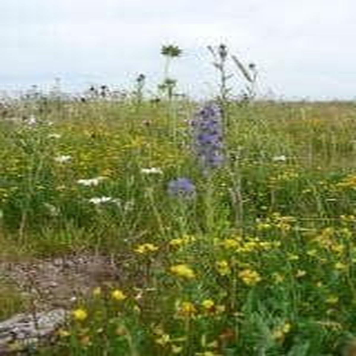 Wild Flower Meadow Mixture Sandy Soils Seeds