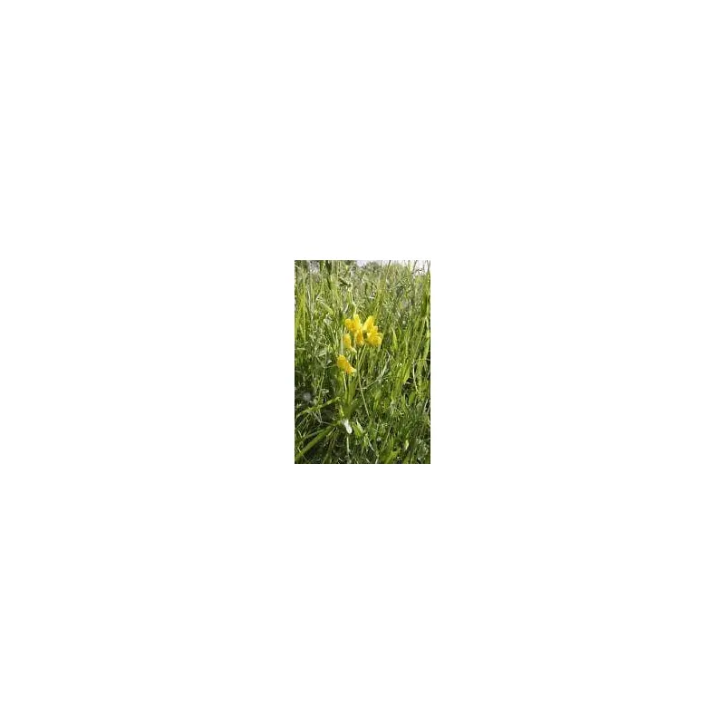 Wildflower Meadow Vetchling Lathyrus pratensis Seeds