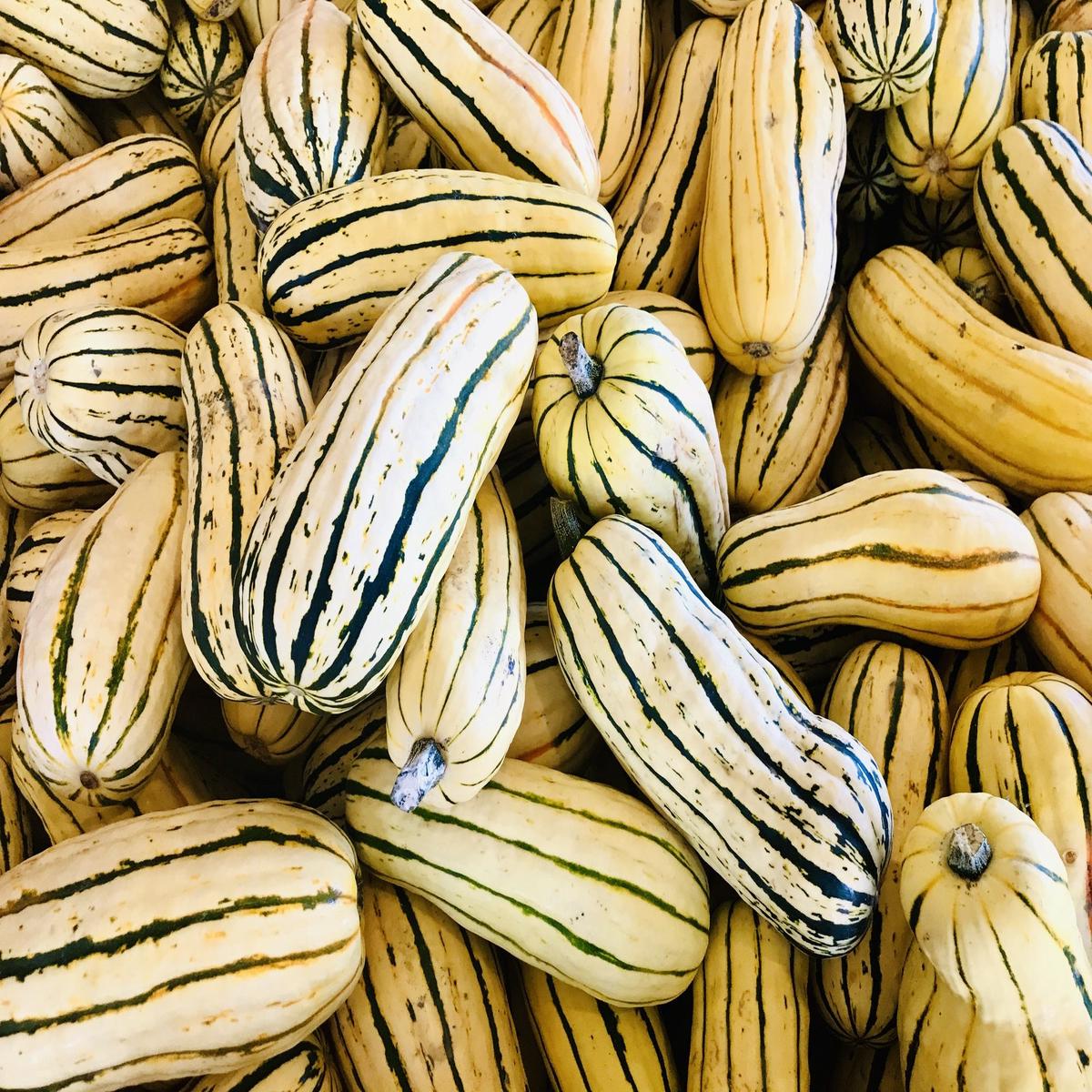Winter Squash Cornells Bush Delicata Seeds