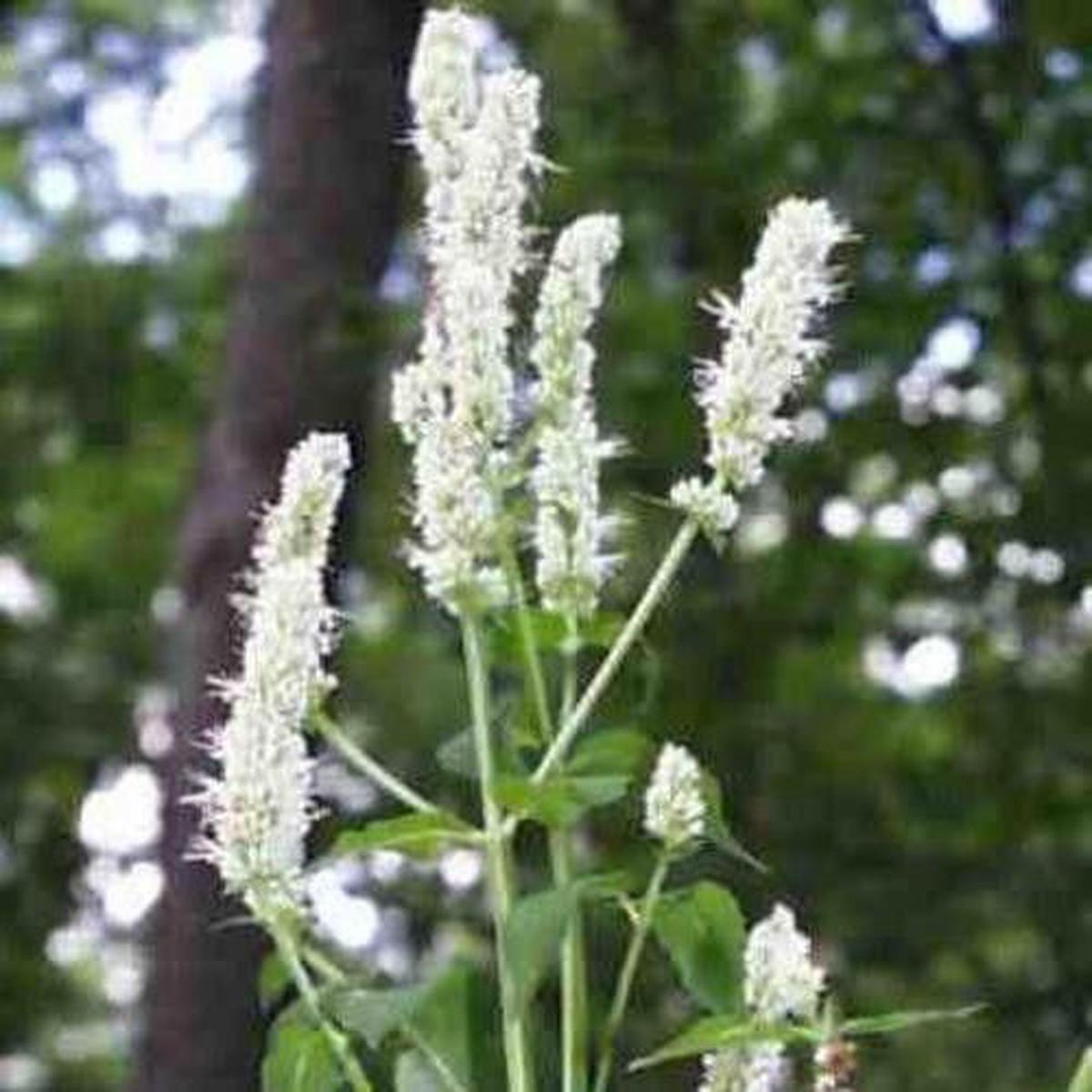 Agastache Nepetoides Giant Yellow BubbleMint Seeds