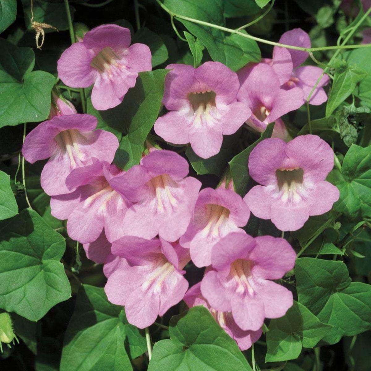 Asarina Scandens Mystic Series Rose Seeds