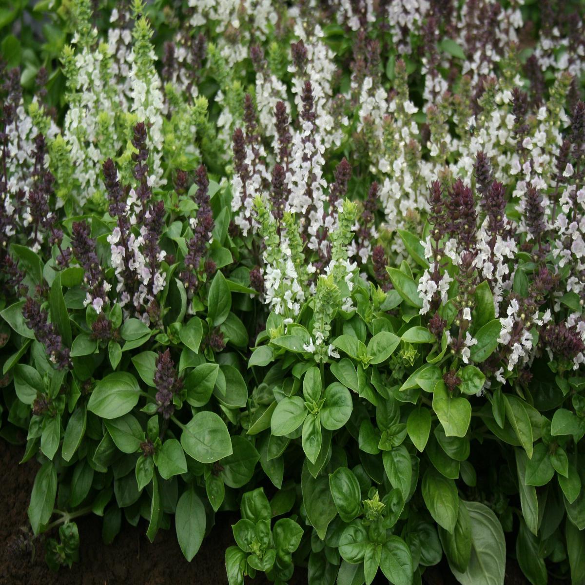 Basil Fragrant Flowers Seeds