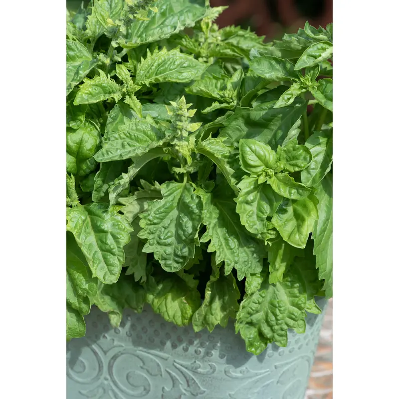 Basil Spicy Sabre Seeds