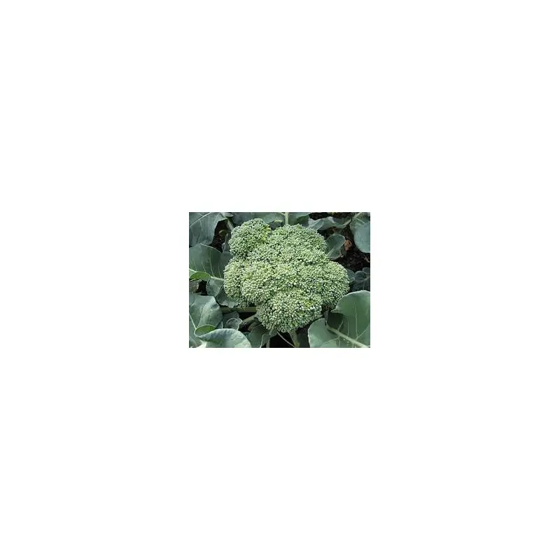 Broccoli - 4 Packs