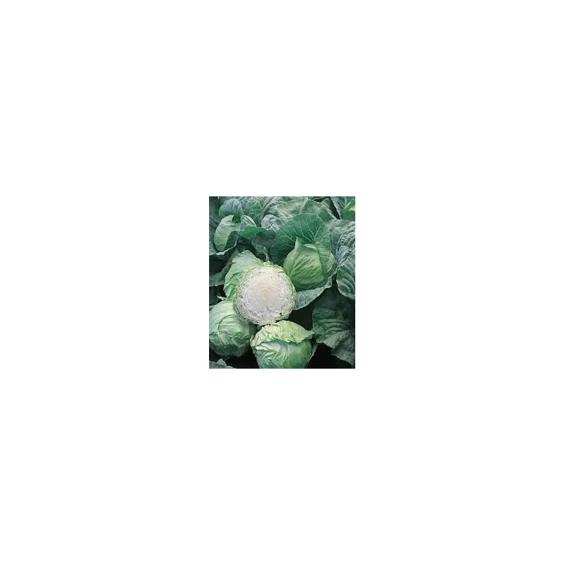 Cabbage Early - 4 Packs