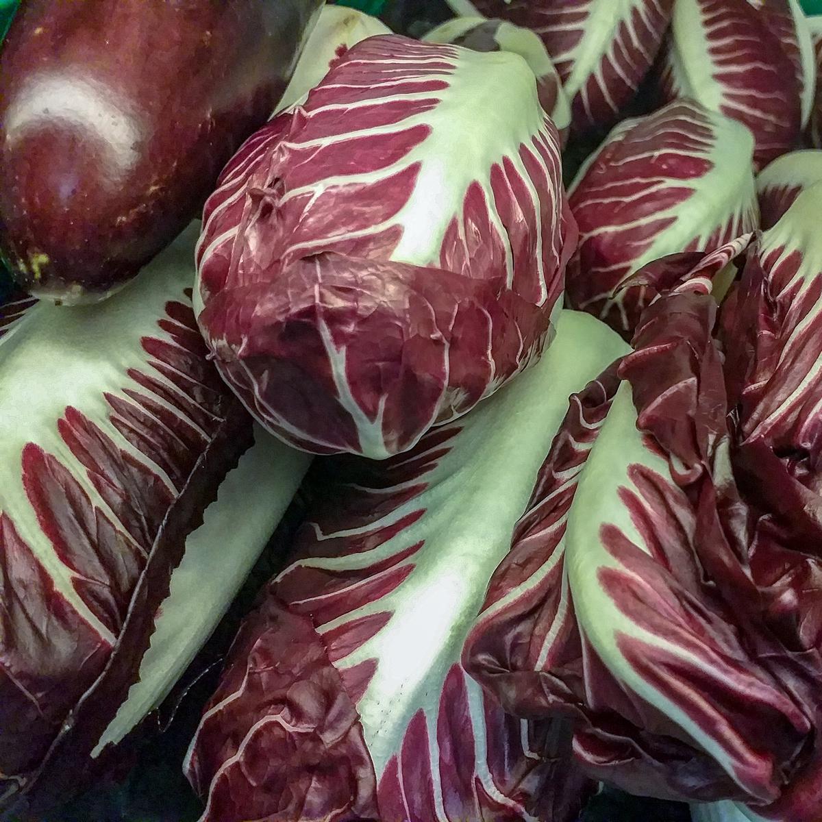Chicory Rossa di Treviso Precoce Seeds
