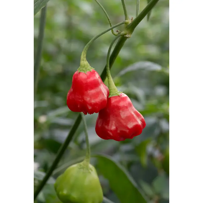 Chilli Pepper Hot Frairs Cap Seeds